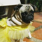 Molly Jimenez Henríquez - @pug_molly12 - Instagram