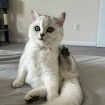 پرنسس مالی - @mollykhanomm - Instagram