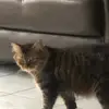 Kucingnya resti - @mollykhan_ - TikTok