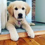 Molly Knott - @missmollypuppy - Instagram