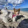 🐾ℳℴ𝓁𝓁𝓎 & 𝒦𝓇𝒶𝓂ℯ𝓇 🐾 - @molly_kramer - TikTok