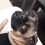 I AM MOLLY LEAL and I'm Famous - @mollythechug1 - Instagram