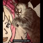 😻Molly😻 - @_molly_leal_ - Instagram