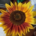 Molly Ledbetter - Facebook