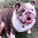 Molly Leon & Romeo 🐶 - @molly.leon.romeo - Instagram