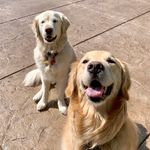 Molly and Riley Levin - @thegoodgoldengirls_ - Instagram