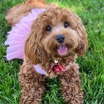 Molly Levine - @msmollythecavapoo - Instagram