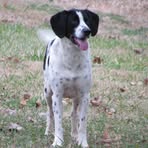 Molly Bell Lippincott - Facebook