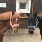 Molly and Lottie Lord - @gingerriverfireflythedartmoors - Instagram