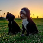 Lucas & Molly ❤️ - @mollylucas_waterdog - Instagram