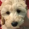 mollylytle - @molly_goldfish - TikTok