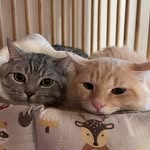 🅼🅰🅲&🅼🅾🅻& 🅼🅰 - @mackey.molly.maru - Instagram