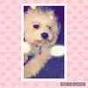 ♥️🐶Molly🐶♥️ - @molly_mann - TikTok