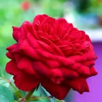 Monir Molla - Facebook