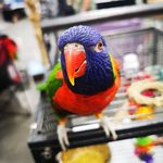 Molly Mcbee - @feathers_and_fuzz - Instagram