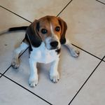 Molly McGuinness - @molly_mcbeagle - Instagram