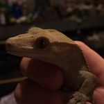 Molly Meehan - @golden_boy_1850 - Instagram