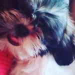 Molly Mello Shitzu - @mollymelloshitzu - Instagram