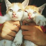 Molly, Melly, Mello - @m3_cat - Instagram