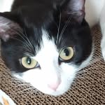 molly (mollica) melloni - @_molly.mello_ - Instagram
