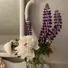mollymilliken1 - @mollymilliken1 - TikTok