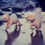 Molly and Bailey Milne 🐶 - @bailey_and_molly_ - Instagram