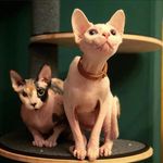 Mohae & Mohani & Molly - @mohae_mohani_molly - Instagram