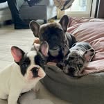 Molly ♥ Mora ♥ Lucky - @molly.mora.frenchies - Instagram