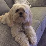 Molly & Winnie Moss - @lhasapoo_mollymoss - Instagram