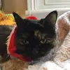 molly moss - @...mollythecat - TikTok