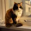 MuddyandMolly - @mollyandmuddy - TikTok