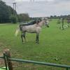 M.equestrianx - @mollyneedham_ - TikTok