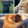 🦊🍁Lila&Molly&Nero🍁🦊 - @.lili.molly.nero.dogs - TikTok