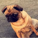 My puppy mops 🐶❤ - @neron_and_molly - Instagram