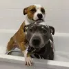 Nero 🔥 Molly 🔥 - @molly.nero_thedogs - TikTok