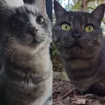 Nero & Molly the Cats 😼🐱 - @nero_and_molly - Instagram