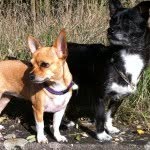 Nero&Molly - @neroandmolly - Instagram