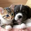 molly neyi 😺❤️🐶 - @molly.neyi - TikTok