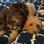 Molly Noel and Macey Autumn - @millercockapoos - Instagram