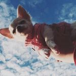 Molly - @molly.ortiz.guau - Instagram
