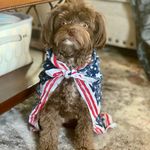 Molly Ortiz - @molly_thechipoo - Instagram