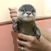 Otter Molyopet - @otter.molly - TikTok