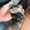 🦫🦫 - @ottermolly - TikTok
