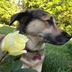 Molly Packer - @molly.adventure.dog - Instagram