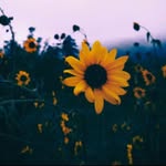 Molly packer - @fruitcacke.molly - Instagram