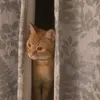 Molly Palin499 - @bob_thegingercat - TikTok