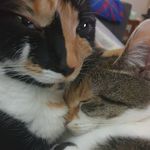 Molly & Pepper - @mollypeppercats - Instagram