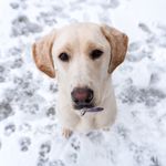 Molly & Pepper - @mollyandpeppercakes - Instagram