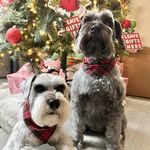 🐾Molly & Pepper🐾 - @lifeofmollyandpepper - Instagram