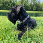 Molly & Pepper & Henk - @mollyspuppies - Instagram